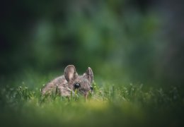 Les rongeurs ne prennent jamais de vacances !