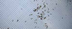 Évitez les conséquences de la prolifération des insectes
