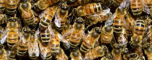 Comment se passe une mission de désinsectisation et extermination à Paris et en Île-de-France ?