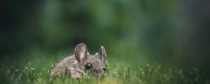 Les rongeurs ne prennent jamais de vacances !